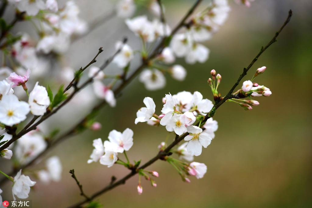 Cherry blossoms are flourishing alongside Xunlong River