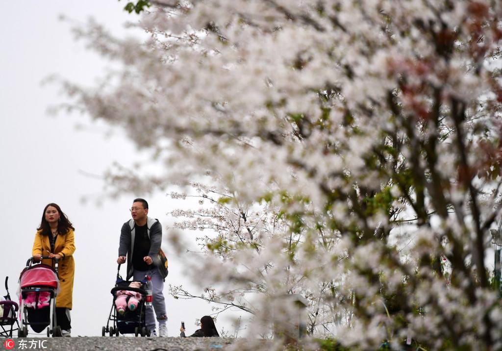 Cherry blossoms are flourishing alongside Xunlong River