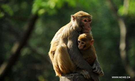 Macaques play in Qianlingshan Park, SW China