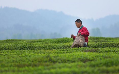 Farmers pick tea leaves in SW China's Guizhou
