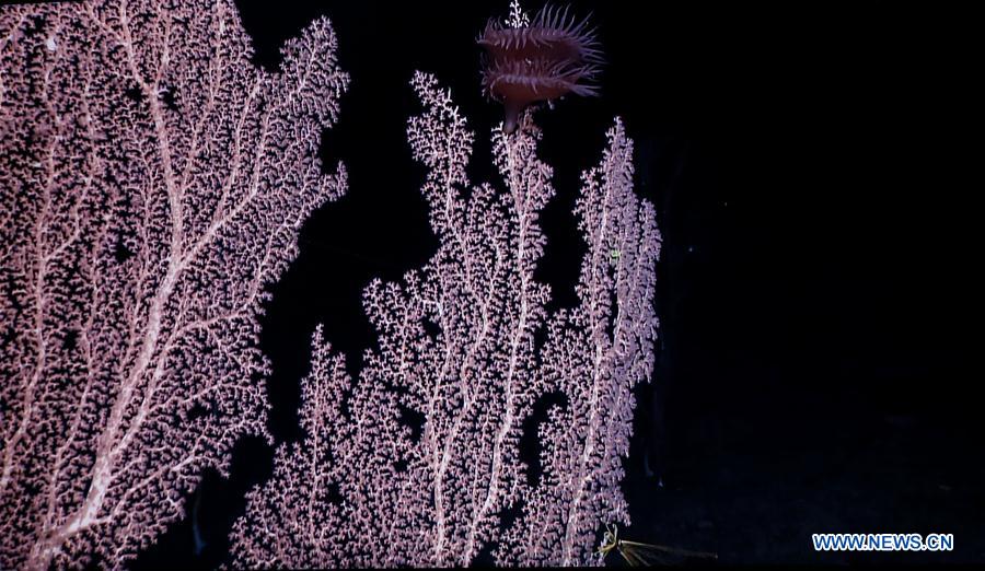 Corals seen in west Pacific on Chinese research vessel Kexue