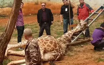 Kunming zoo giraffe dies after getting his head stuck in tree