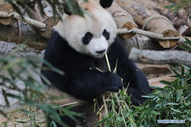 Overseas-born pandas meet public in southwest China