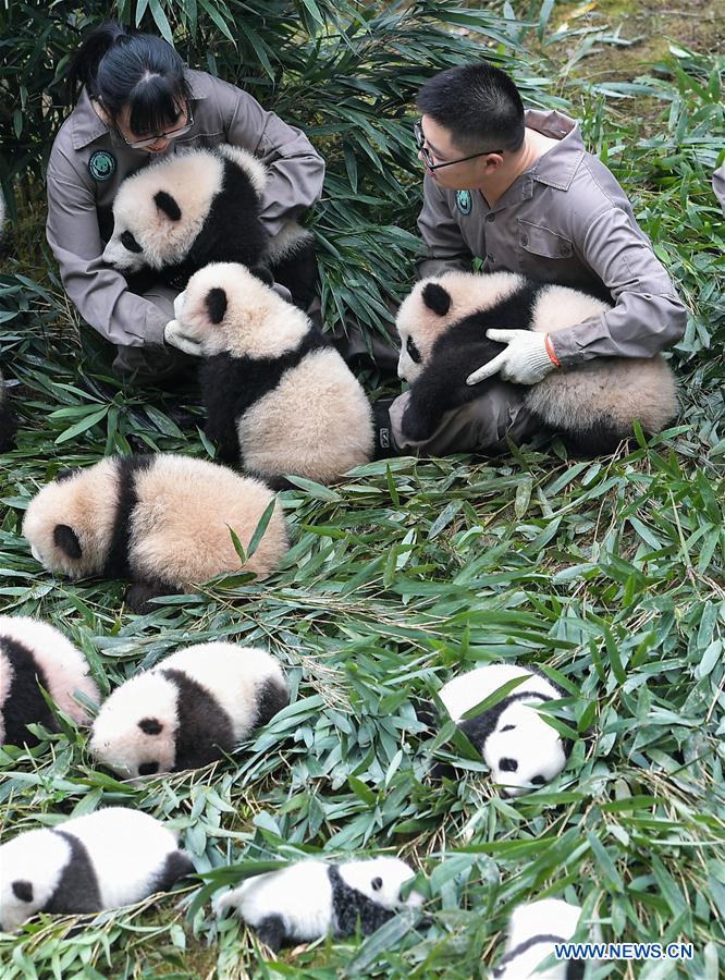 Giant panda bases restored after Sichuan earthquake