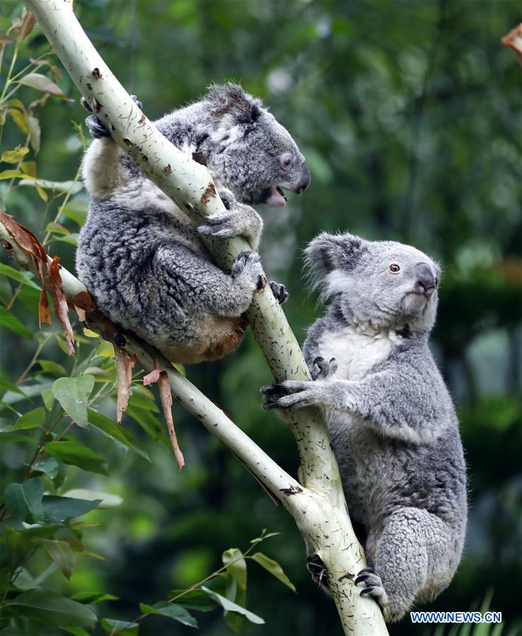 Cute koalas in China's Guangzhou Chimelong Safari Park
