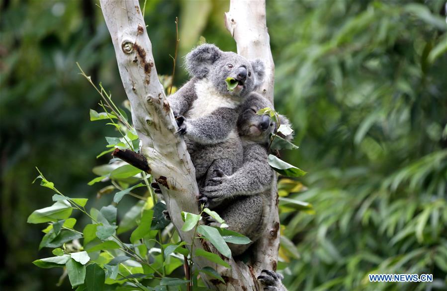 Cute koalas in China's Guangzhou Chimelong Safari Park