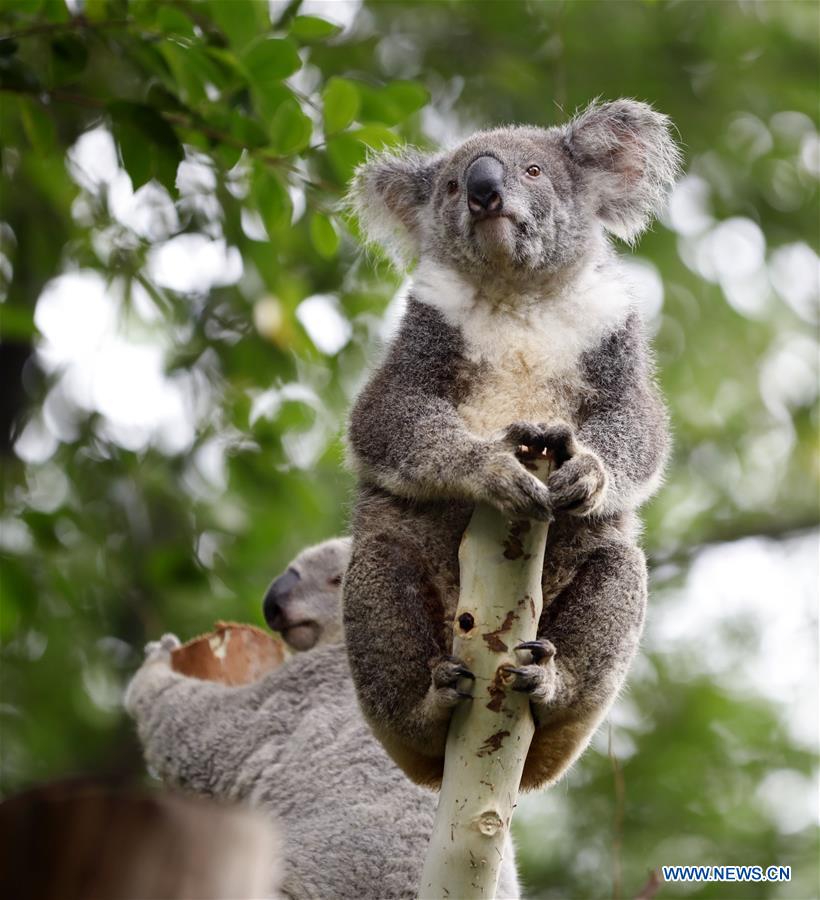 Cute koalas in China's Guangzhou Chimelong Safari Park