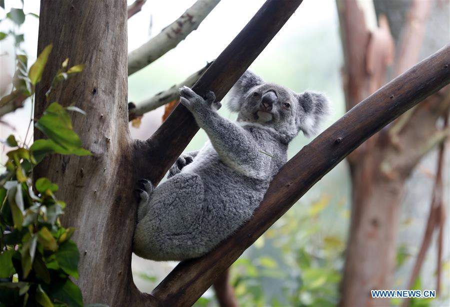Cute koalas in China's Guangzhou Chimelong Safari Park