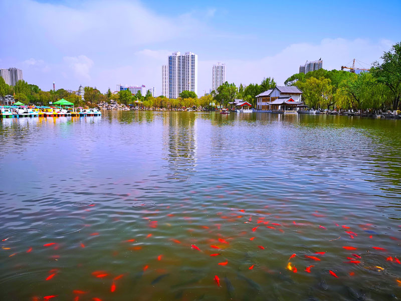 China's Qinghai province, hometown of tulips