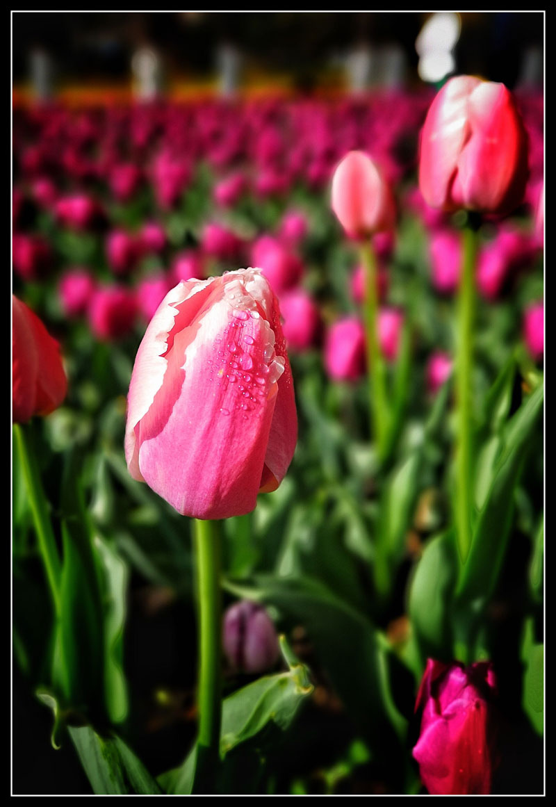 China's Qinghai province, hometown of tulips
