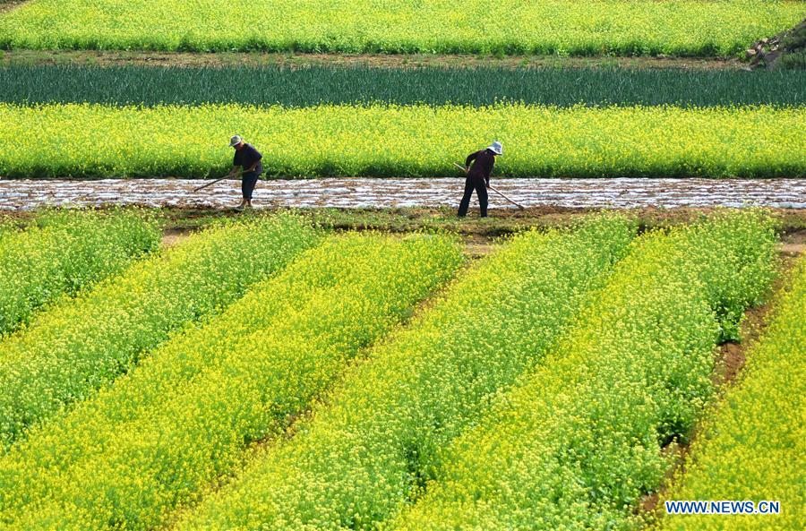 In pics: Farmers work at fields in China