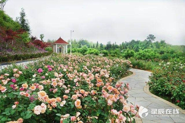 Thousands of roses in Changsha county entice tourists