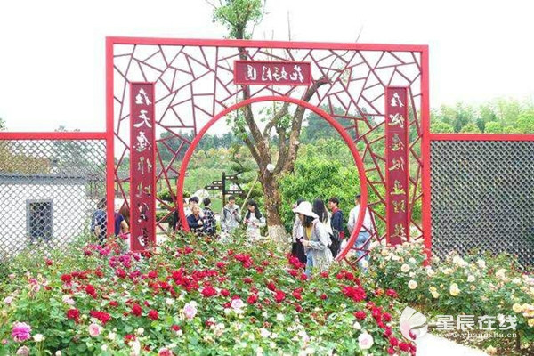 Thousands of roses in Changsha county entice tourists