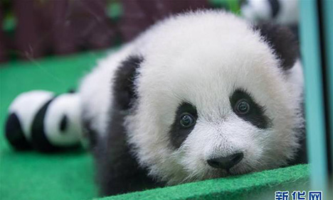 Baby panda makes her first appearance in Malaysia