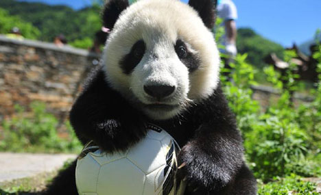 Pandas show off their 'soccer skills' ahead of World Cup