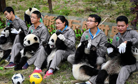 Giant pandas take part in football-themed party