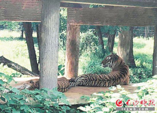 Changsha zoo helps animals combat heatwave