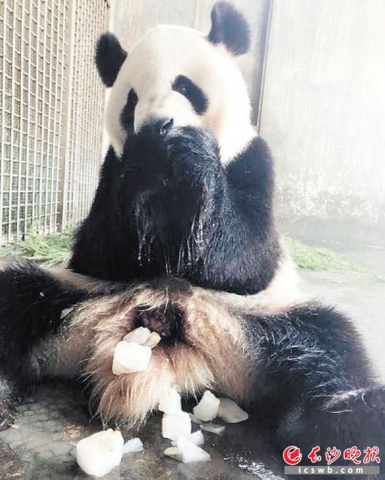 Changsha zoo helps animals combat heatwave