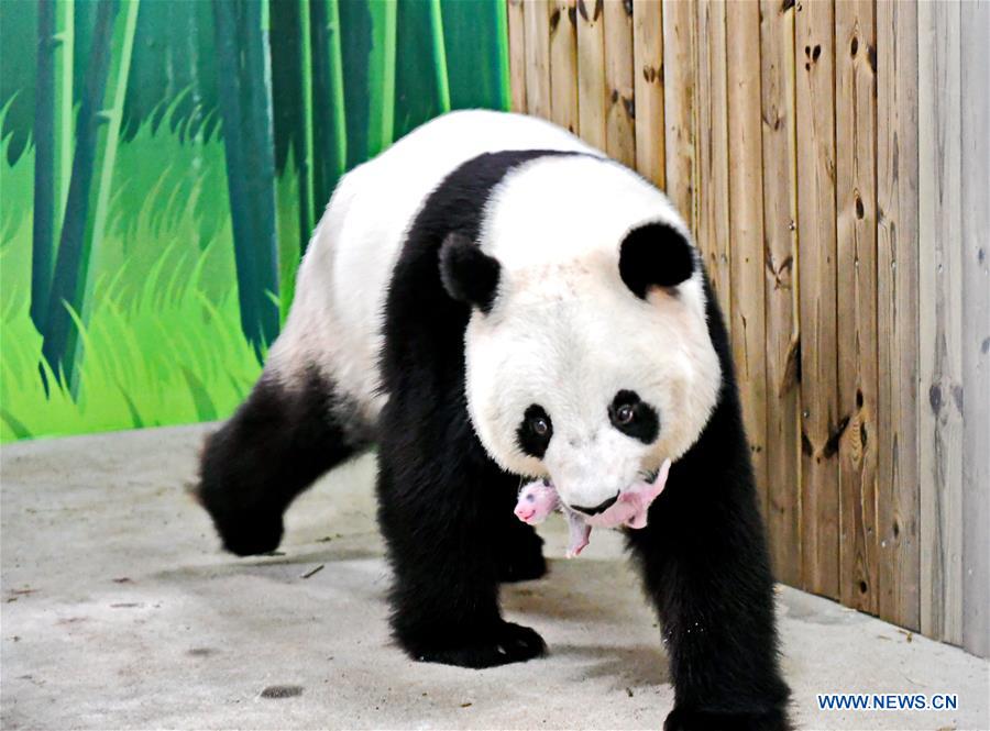 In pics: 11-day-old giant panda cub in Guangzhou, south China