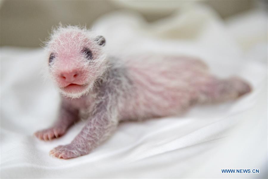 In pics: 11-day-old giant panda cub in Guangzhou, south China