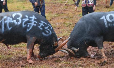 Bullfight in SW China’s Kunming