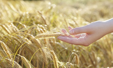Scientists map out complete genetic codes of wheat