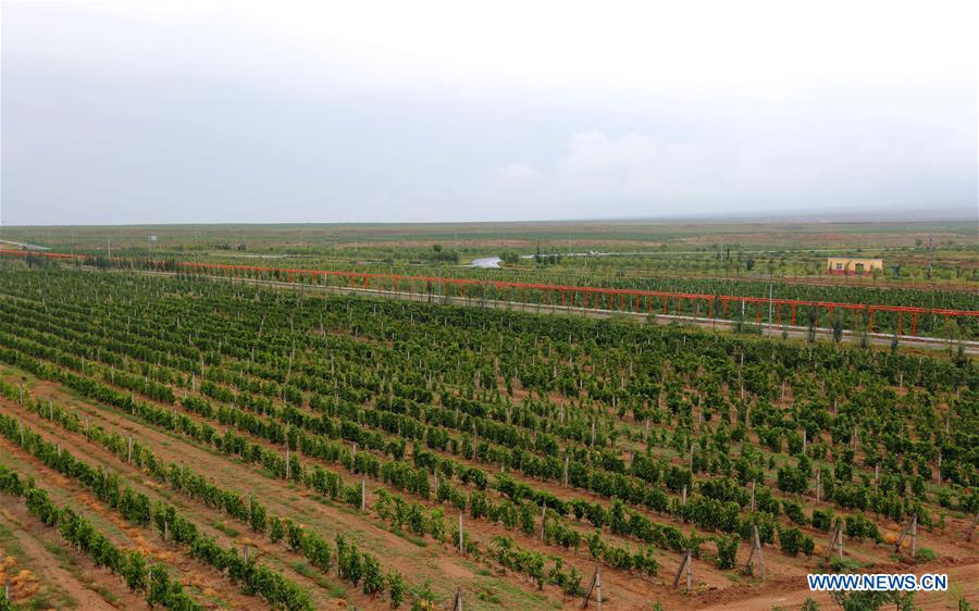 Wine industry in good momentum in northwest China's Ningxia