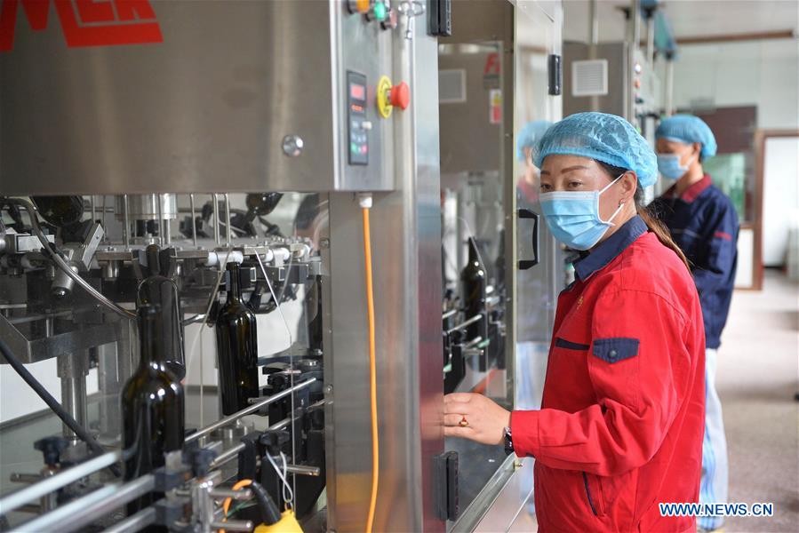 Wine industry in good momentum in northwest China's Ningxia