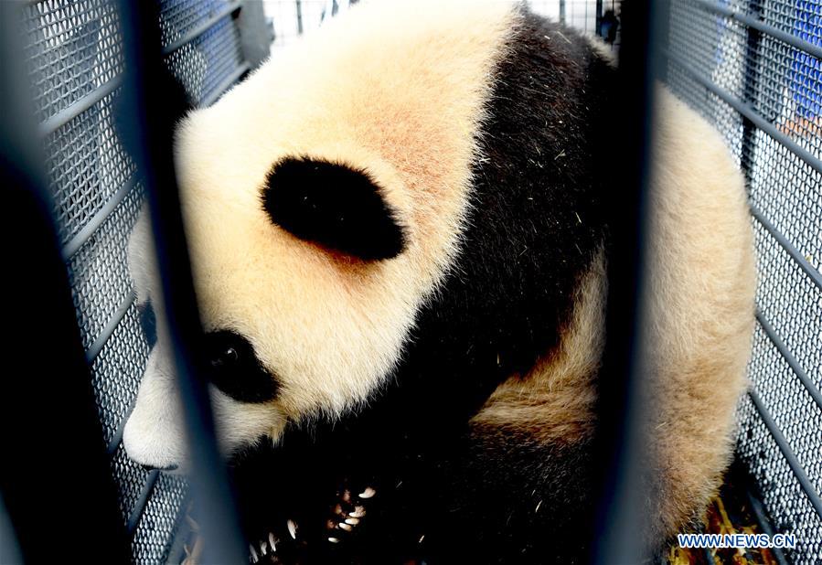 Two giant pandas arrive in NE China's Jilin