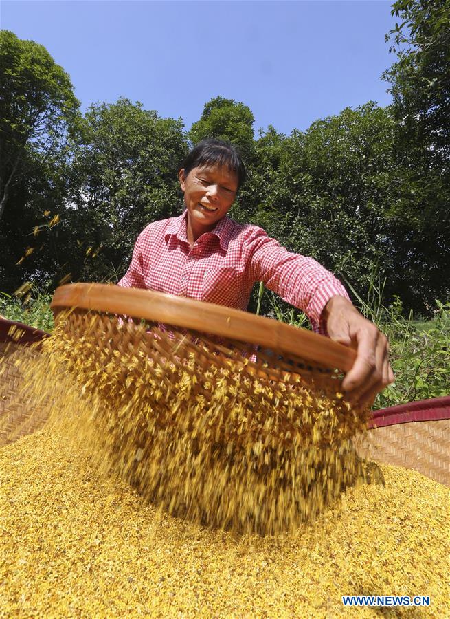 Harvest season celebrated across China