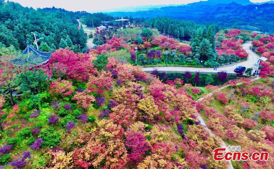 Maple forest in spectacular color 