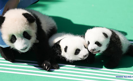 12 giant panda cubs meet public in Chengdu