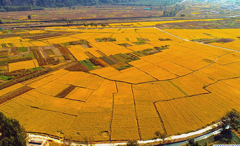 In pics: rice field in Handan, N China's Hebei