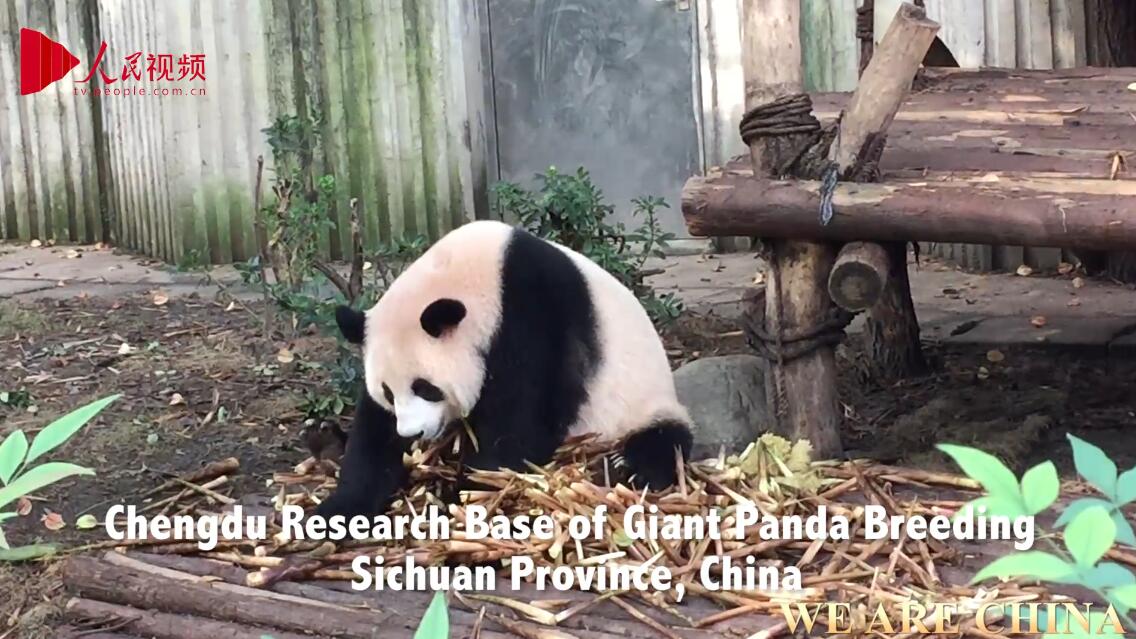 Cuteness at its finest - Watch panda cubs devour tons of bamboos for breakfast