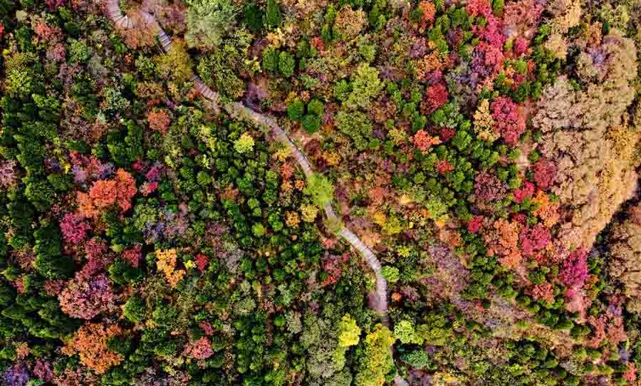 In pics: Badaling red leaf scenic area in Beijing's Great Wall