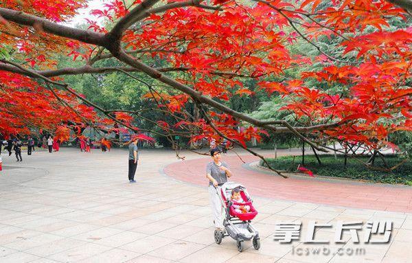 Colorful Changsha in Late Autumn