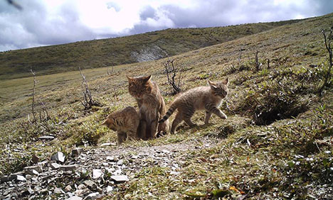 Chinese mountain cat with its kittens in China's Qinghai