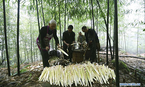 Bamboo-related industry boosts income in Guizhou