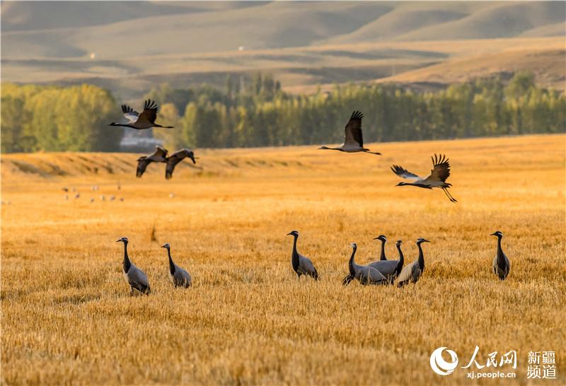 Migratory birds flock to Xinjiang’s Zhaosu in autumn