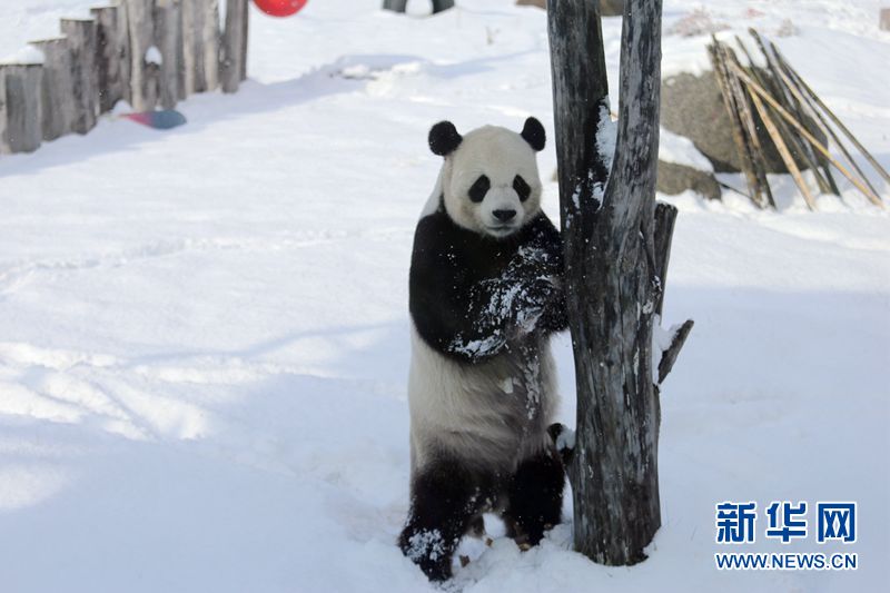 Giant pandas enjoy the snow in China’s northernmost enclosure