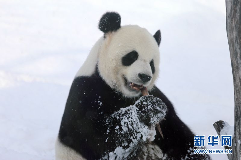 Giant pandas enjoy the snow in China’s northernmost enclosure