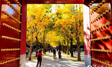 Ginkgo trees turn Temple of Earth into a sea of yellow