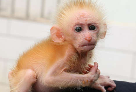 Protected macaque cub saved from trafficker