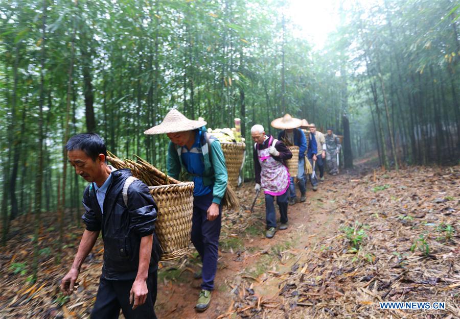 China's Chishui promotes bamboo-related industry to boost locals' income
