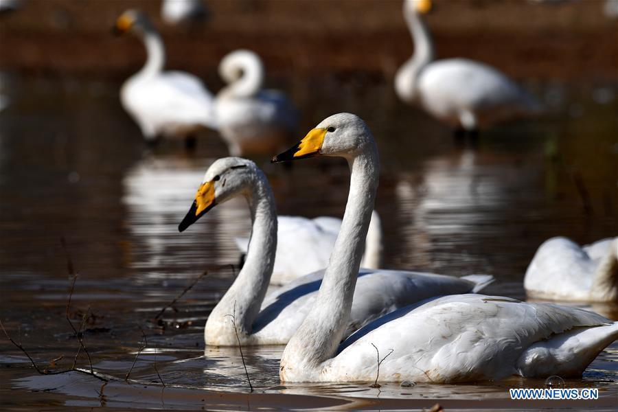 Migratory wild swans come to wetland to spend winter in Shanxi