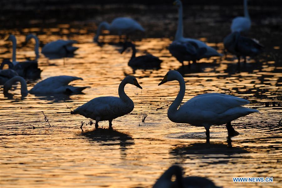Migratory wild swans come to wetland to spend winter in Shanxi