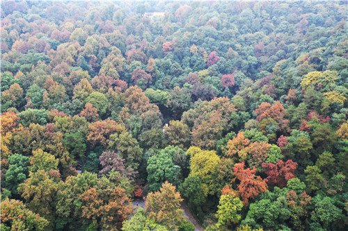 Maples Leaves Turn Red on Yuelu Mountain