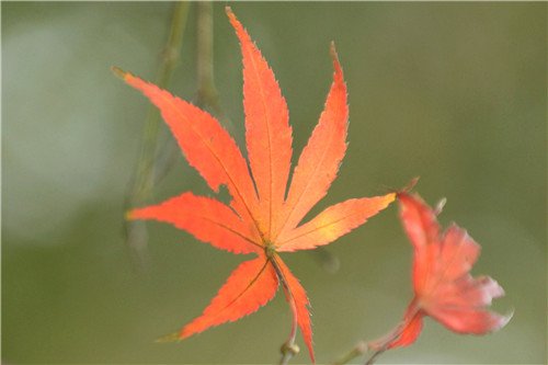 Maples Leaves Turn Red on Yuelu Mountain