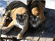 Siberian tigers play at China Hengdaohezi Feline Breeding Center