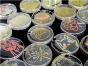 College students in Nanjing use bacteria to create art